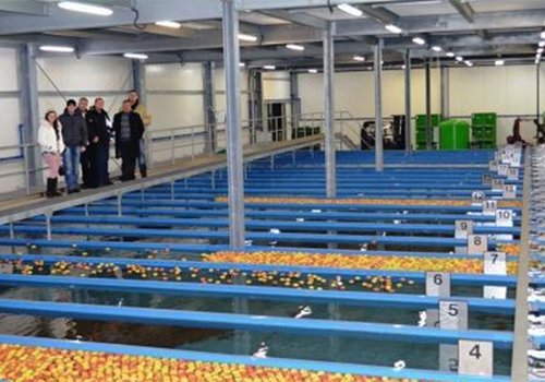 Сортування яблук у водному потоці